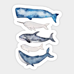 Watercolor Whales Sticker